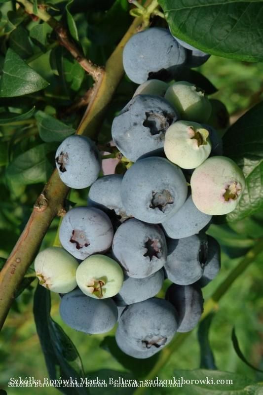 plantacja borówki wysokiej w okresie owocowania