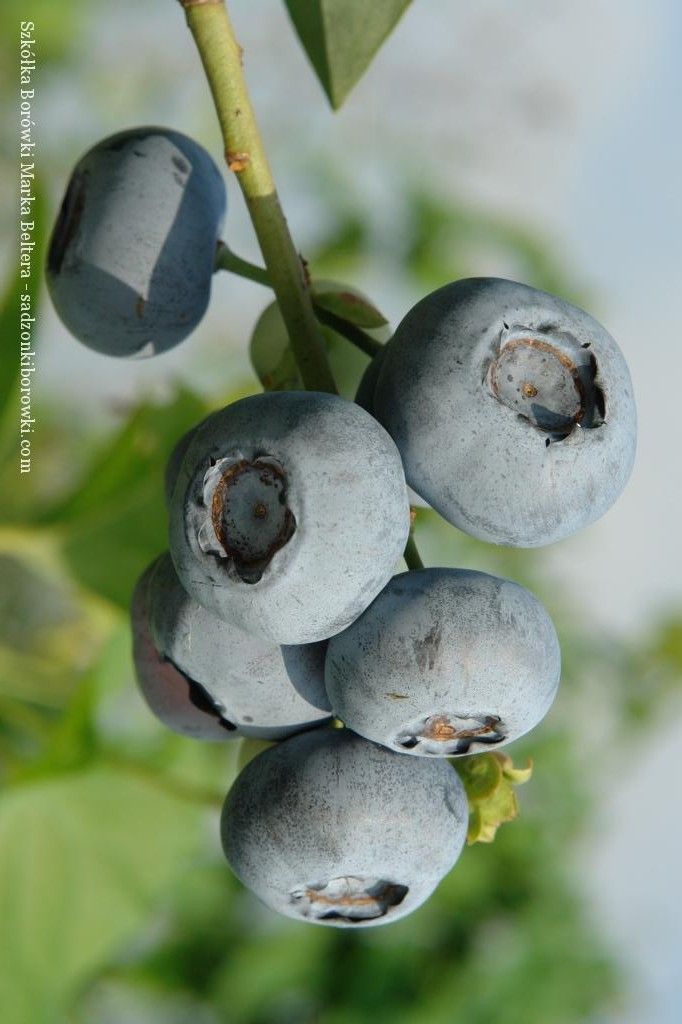 świeże owoce borówki amerykańskiej na krzewie