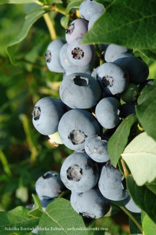 sadzonki borówki wysokiej do ogrodu i na plantację