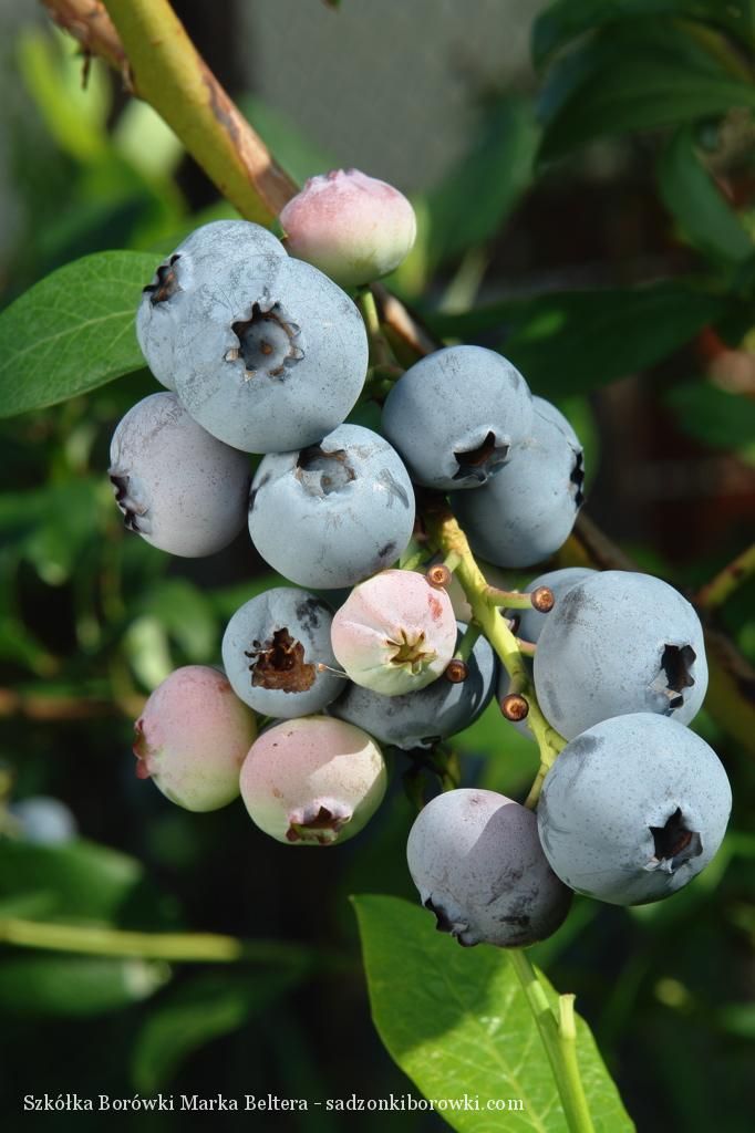 zdrowe sadzonki borówki w doniczkach