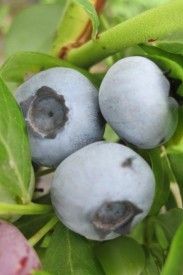 owoce borówki wysokiej gotowe do zbioru