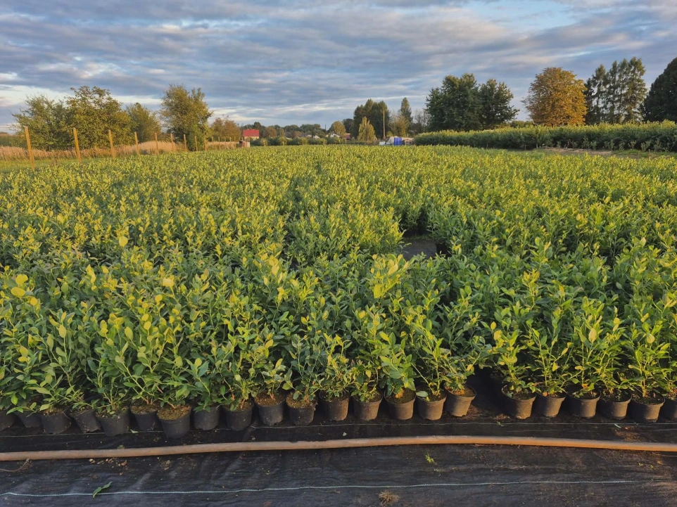 sadzonki borówki wysokiej przygotowane do wysyłki