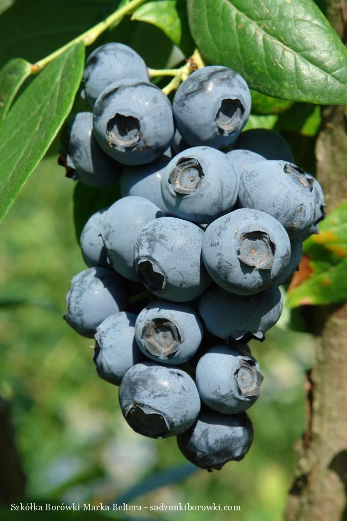 dojrzałe borówki amerykańskie na krzewie w szkółce