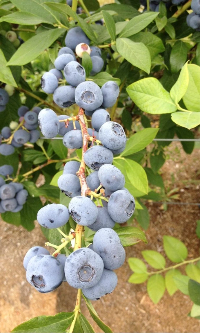 borówka amerykańska w pełni owocowania na plantacji