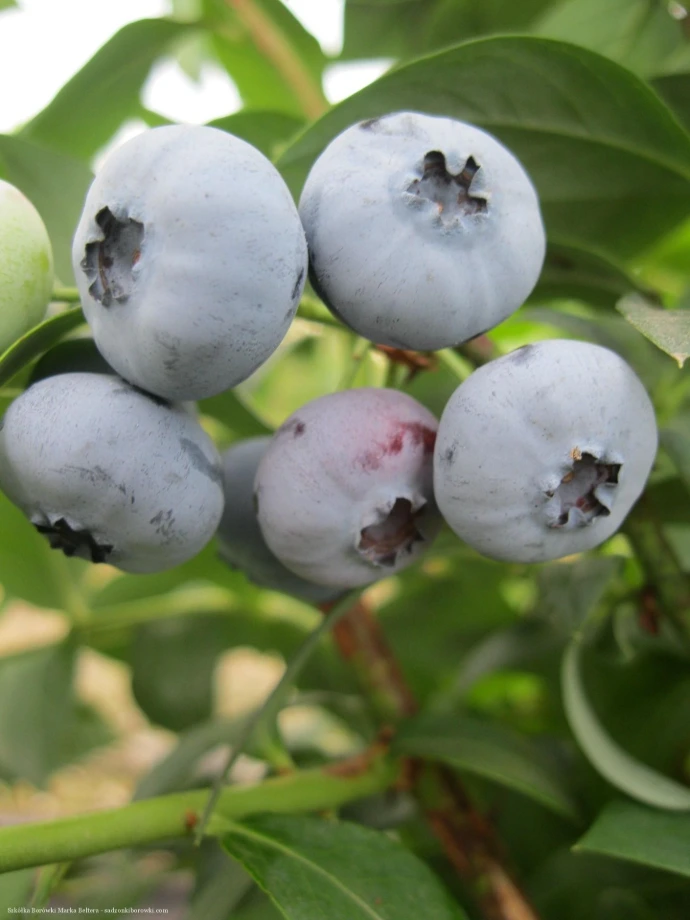 borówka amerykańska na gałęzi w naturalnym środowisku