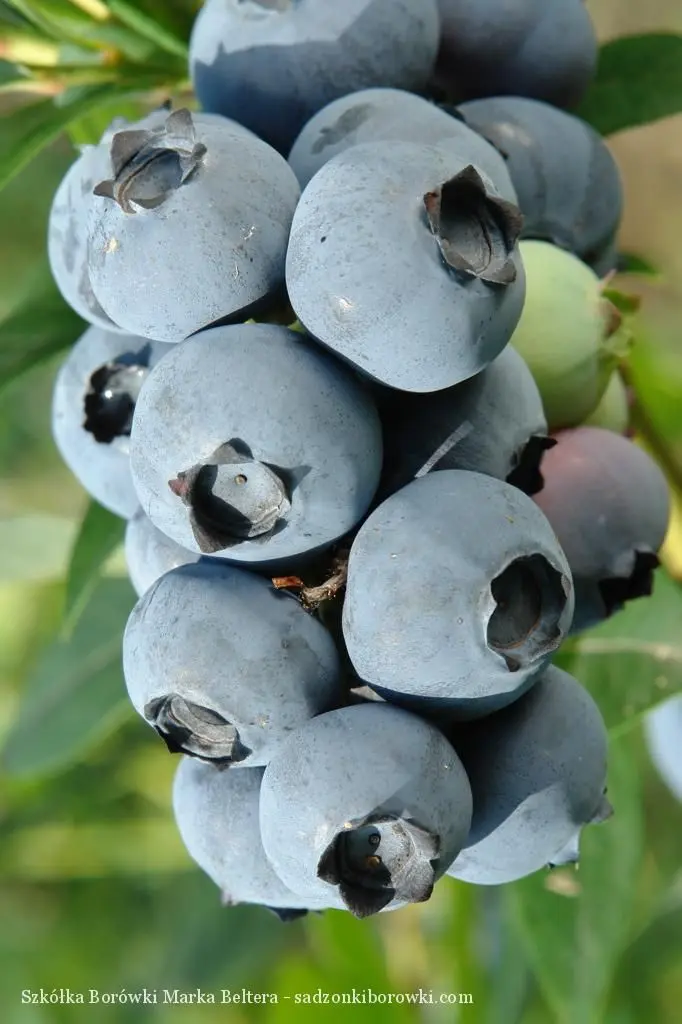 borówka wysoka z dużymi owocami na gałęzi