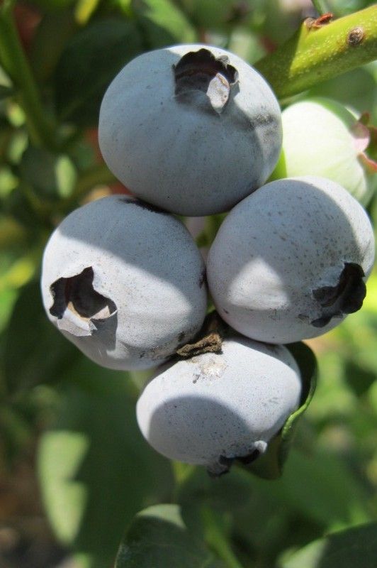 krzew borówki wysokiej obsypany owocami