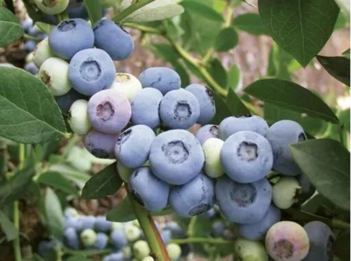 sadzonki borówki wysokiej polecane do uprawy w Polsce