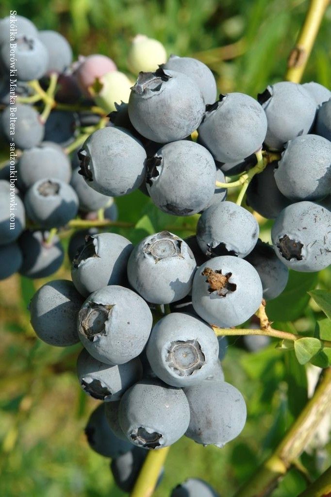 sadzonki borówki, borówka amerykańska, sadzonki borówki amerykańskiej, szkółka borówki,Bluejay