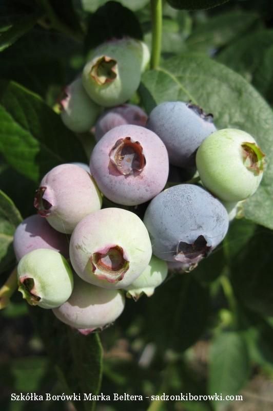 sadzonki borówki, borówka amerykańska, sadzonki borówki amerykańskiej, szkółka borówki,Brigitta Blue